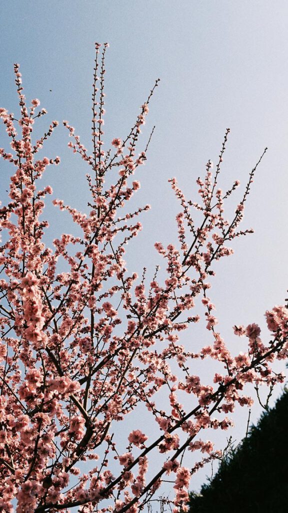 Bild von Baumkrone - Kirschblüten - eingefangen Hochzeitsvideo Feuerbach