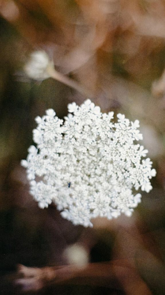 Detailaufnahme Blume