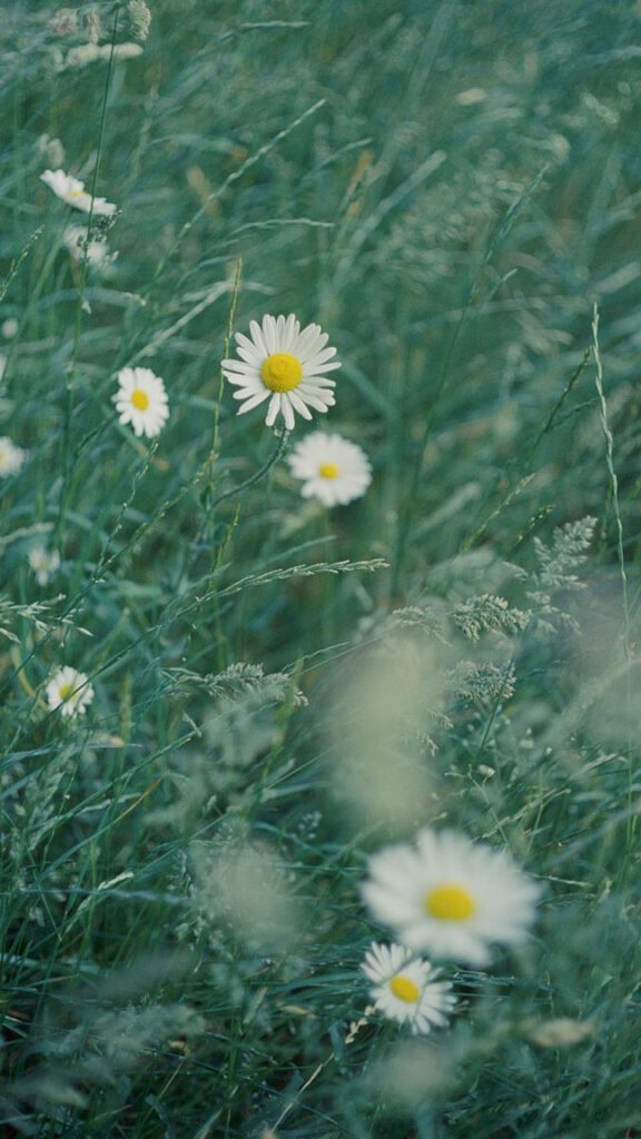 Detailaufnahme Gänseblume